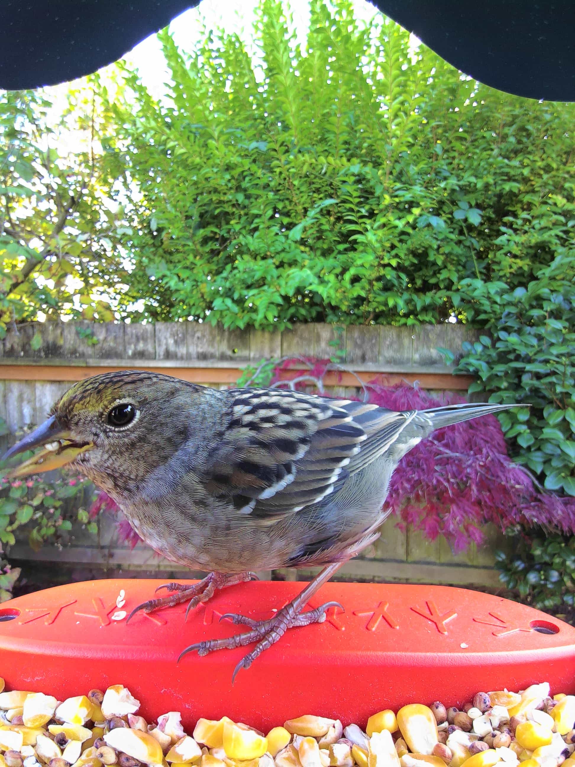 Birds in Twentynine Palms, California - Birdbuddy WIKI